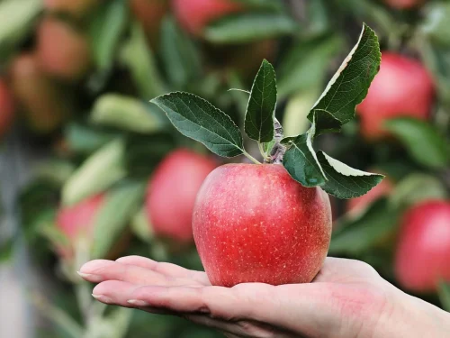 Dream Meaning of Being Unable to Open Your Mouth: Unexpressed Truths