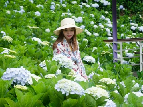 Dream Meaning of Buying Aquarium Fish: Nurturing New Beginnings