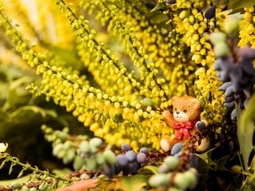 Dreaming of picking up hazelnuts dream meaning