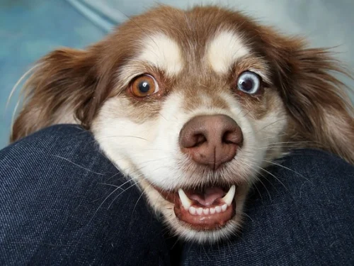 Trying on Contact Lenses in a Dream: Refining Your Perspective